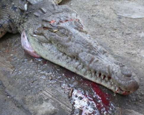 Reproducción de Cocodrilos es Grave uno fue Atropellado en Carretera 200 y Falleció