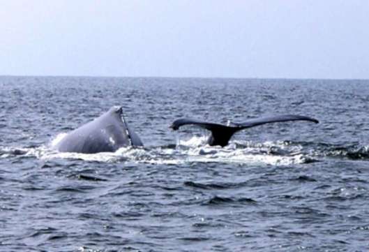 Gran Espectáculo de Avistamiento de Ballenas Jorobadas