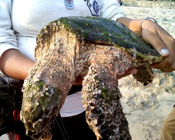 Tortuga Juvenil Moribunda Llegó a Playa de Bucerías este Domingo de Pascua