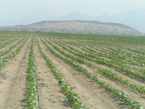 Siete Mil Hectáreas de Cultivo Perdidas en Bahía por Desarrollo Habitacional