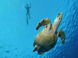 Libera Tortugas en Riviera Nayarit