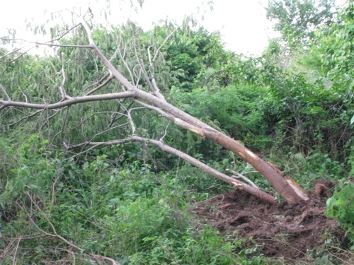 Denuncian a Desarrollo Turístico Puerto Bahía por Robar Árboles de Parota