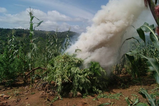 Militares Destruyen 2.4 Hectáreas de Marihuana en Nayarit