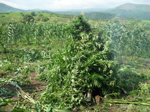 Militares Destruyen un Plantío de Marihuana en Compostela