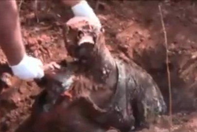 Cae Banda Criminal en Bahía; Asesinaban, Secuestraban, Asaltaban y Robaban