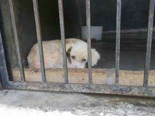 Denuncian Irregularidades y Malos Manejos en Centro de Acopio Animal