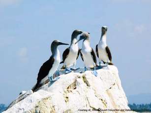Riviera Nayarit celebra la magia de las aves