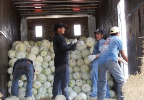 Empieza a Tener Éxito Nuevo Cultivo Asiático en Bahía Calabaza Ton-kua