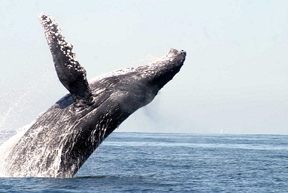Ballenas: Una Experiencia Inolvidable