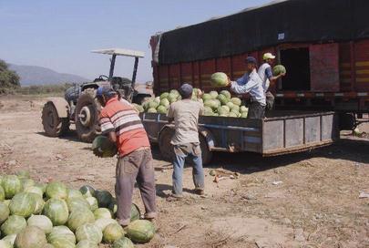 Inició Cosecha de Sandía Productores Esperan Producción de 18 mil Toneladas en Este 2º Ciclo
