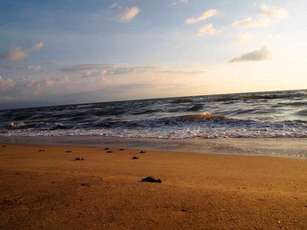 Llegó la Hora de Liberar Tortugas en Riviera Nayarit