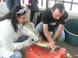 Rescatan Tortuga in Riviera Nayarit