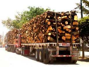 Más de Mil Hectáreas de Árboles Derribados Por Plaga