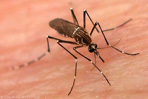 Descacharrización en San Juan de Abajo Como Prevención del Dengue