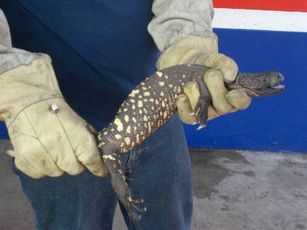 Rescatan a Lagarto Moteado, Esta en Peligro de Extinción