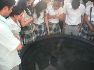 ‘Jaltemba’ la Tortuga, a un mes de su Rescate en Riviera Nayarit