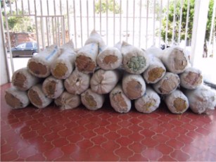 13a Zona Militar Decomiso Diversas Drogas de Marzo a Julio