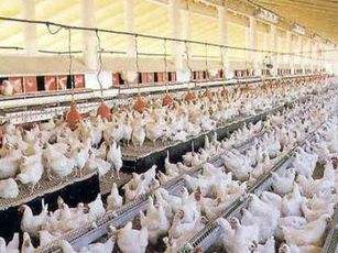 Declaran a Nayarit libre de influenza aviar