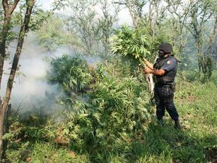 Encuentra y Destruyen Seis Plantíos de Marihuana