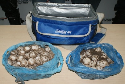 Capturan a Dos Sujetos Con 180 Huevos de Tortuga
