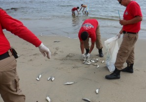 Confirma Bahía Hallazgo de Peces Muertos Por Marea Roja