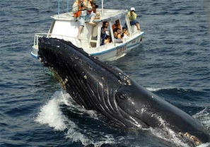 Entregarán Permisos Para Avistamientos de Ballenas en la Bahía