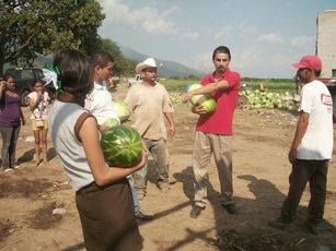 Esperan Producción de 50 Mil Toneladas de Sandía