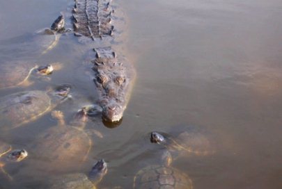 Tortugas y Cocodrilo en Laguna de Nuevo Vallarta