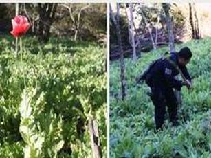 Destruyen Narco- Plantío de Amapola en Ruiz