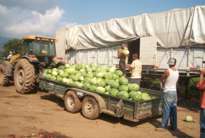 Tormenta Invernal Afecto Cultivo de Sandía y Beneficio Cultivo Del Frijol