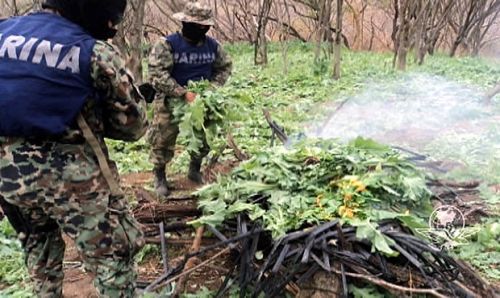 PGR deberá Informar Sobre Plantíos de Droga