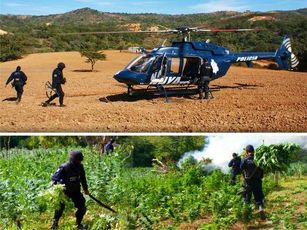 Ubican y Destruyen Plantío de Marihuana en Compostela