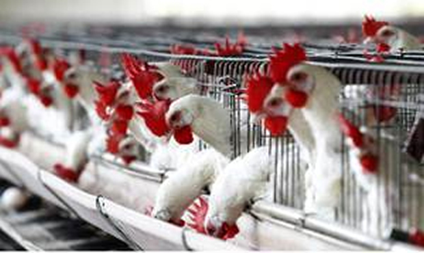 Van 2.1 millones de aves sacrificadas por gripe