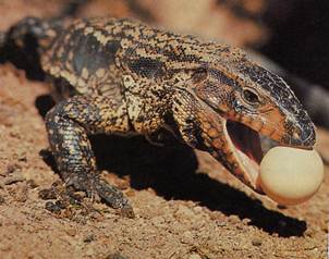 Un 19% de reptiles está en peligro de extinción: estudio