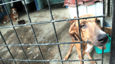 Aprueba Senado reforma para eliminar el maltrato a animales