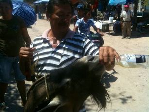 Aperciben No Podrán Vender Animales en Tianguis de Mojoneras