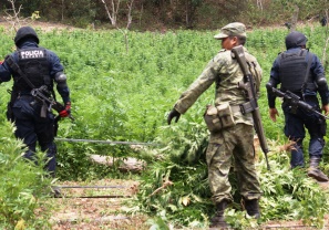 Destruyen 1.5 Toneladas de Marihuana en Compostela