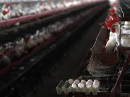 Se sacrificaron 4 millones de aves por gripe aviar en México