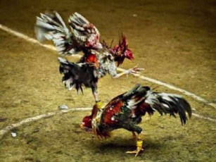 Alcohol y Peleas de Gallos en Fiestas del Tondoroque, Bahía