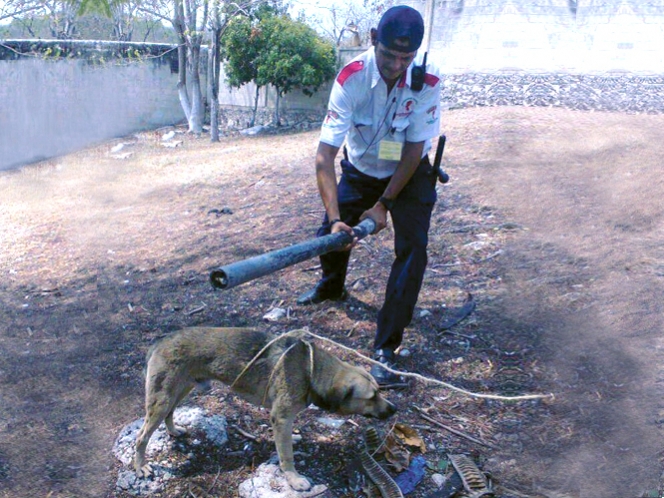 Difunden imagen de un guardia de seguridad golpeando a un perro