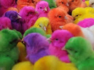 Venta Indiscriminada de Pollos Pintados y Animales en Tianguis de Mojoneras