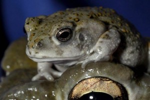 Sapo amazónico practica la necrofilia para preservar especie