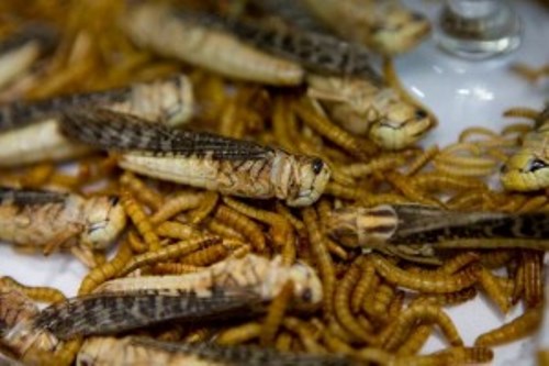 Comer insectos puede aliviar crisis de alimentos