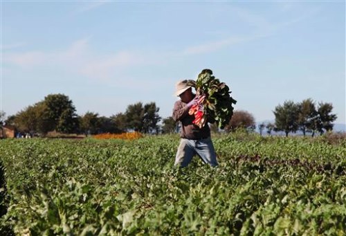 Alerta ONU de rápida disminución de biodiversidad en agricultra y ganadería