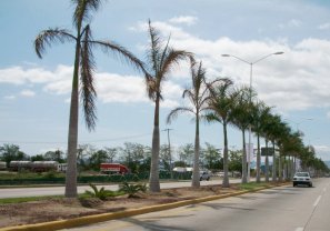 Mueren 50 Palmeras de la Carretera Federal 200 Por Falta de Riego