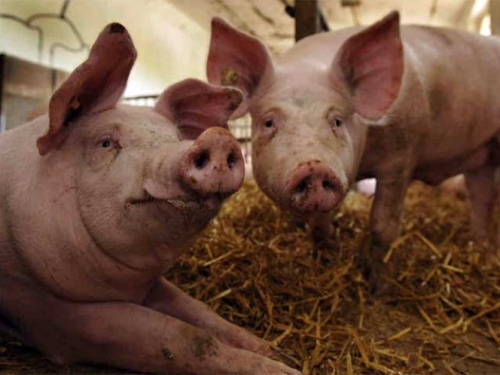 Sagarpa detiene importación de cerdos de Estados Unidos
