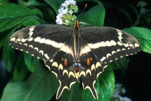 Hallan Mariposa Hembra que Creían en Extinción