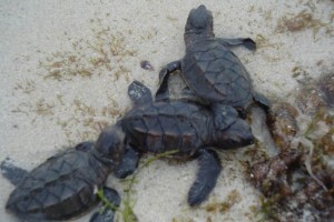 México, líder en preservación de tortuga marina