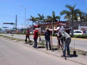 Reforesta Rafa Cervantes Camellones en Carretera 200