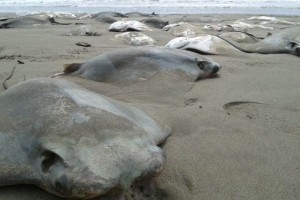 Rayas fueron depositadas muertas en la playa
